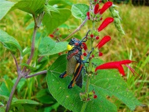 Female grasshopper