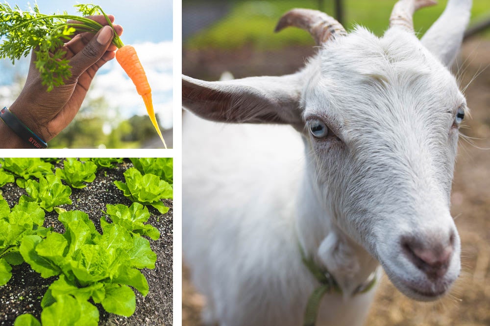 Three images: one of a baby carrot recently pulled from the ground, another is of a row of green leafs in the soil and the third is a white goat with blue eyes
