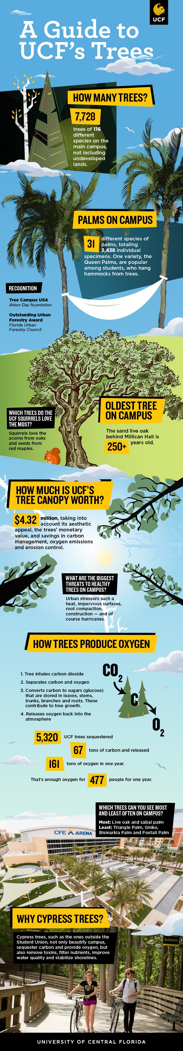 infographic guide to ucf's trees