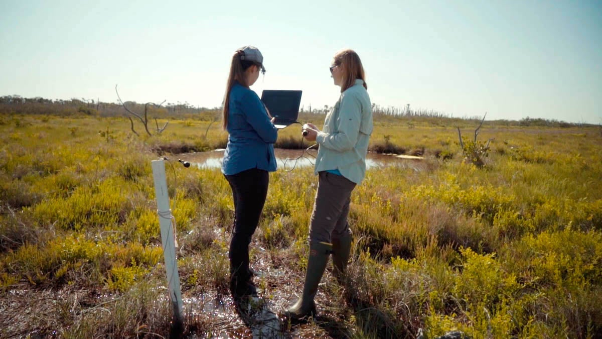 Graduate student Havalend Steinmuller (left) works with Assistant Professor of Biology Lisa Chambers (right) during a wetlands field assignment at the Merritt Island National Wildlife Refuge.