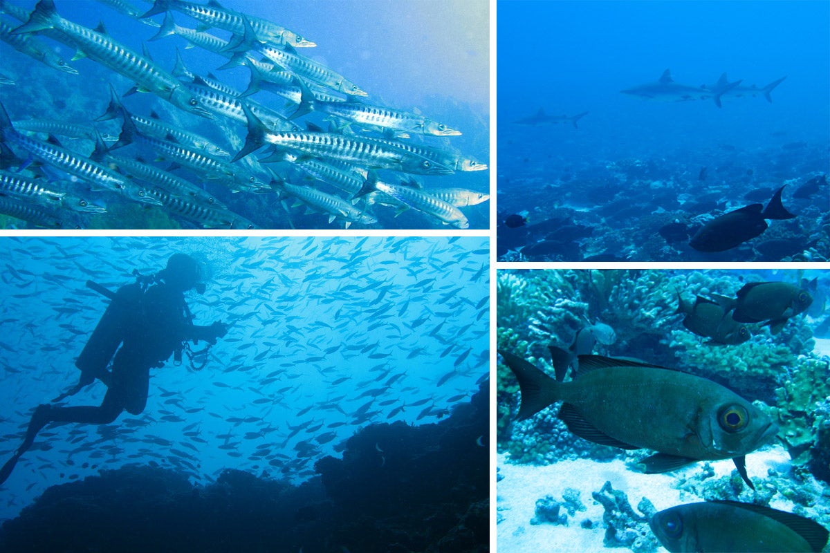 4 photo collage: underwater images with different kinds of fish and a scuba diver