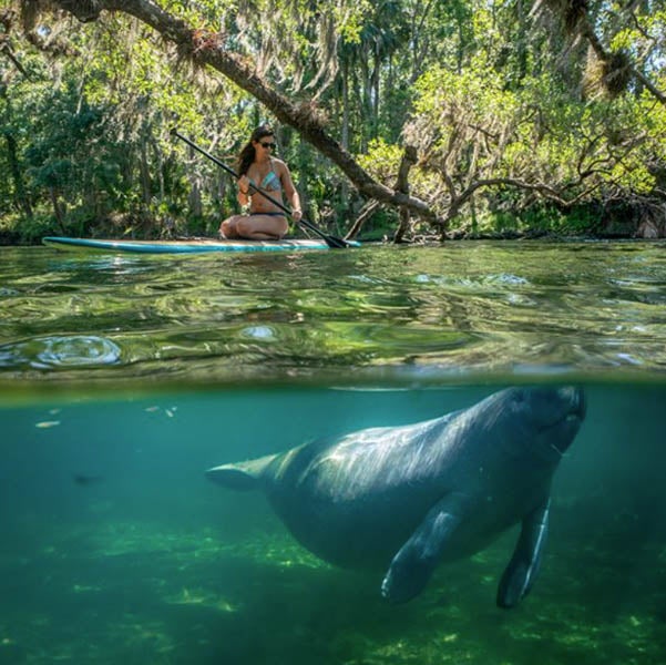 woman on paddle board at Blue Spring State Park - underwater you can see a manatee