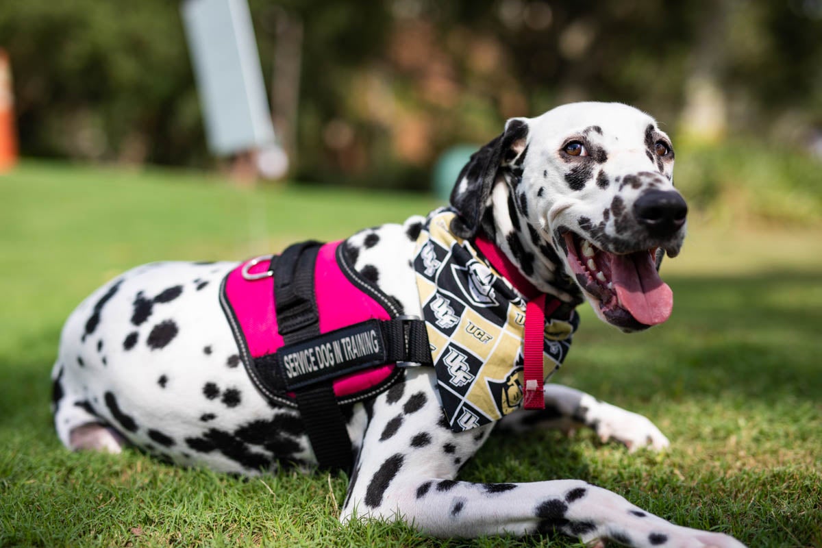 Bruno says one of the things she loves most about her 2-year-old dalmatian Paisley is how much she smiles, a trait that is common in the breed. 