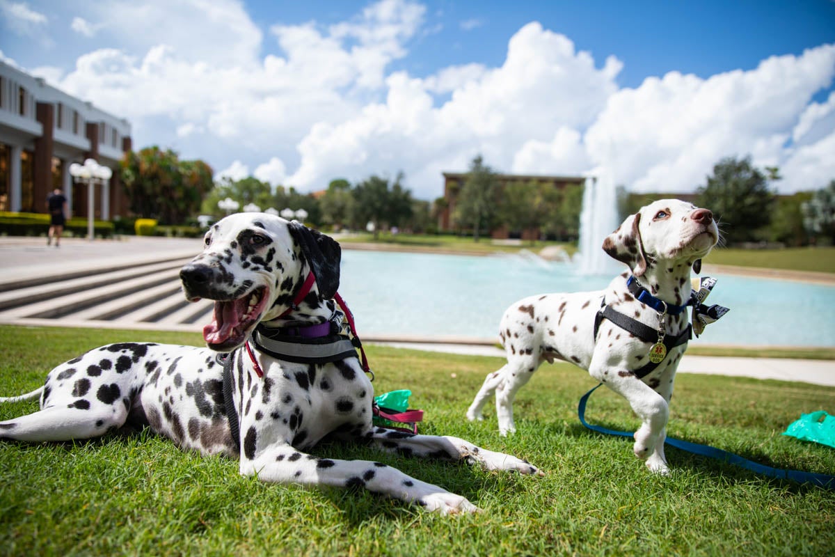 Paisley and Chevron have become inseparable since Bruno has brought them together. 