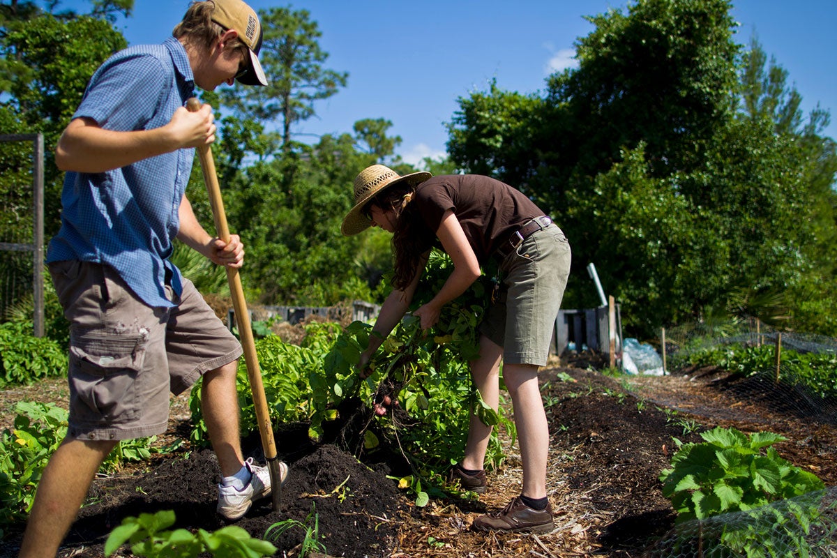 Two individuals wearing hats till the garden at the Arboretum