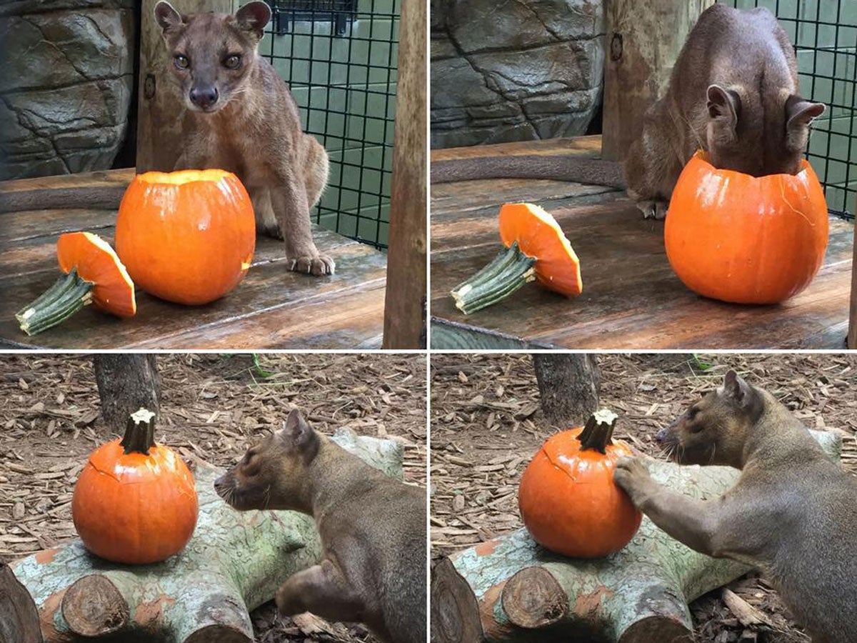 A fossas paws at a pumpkin