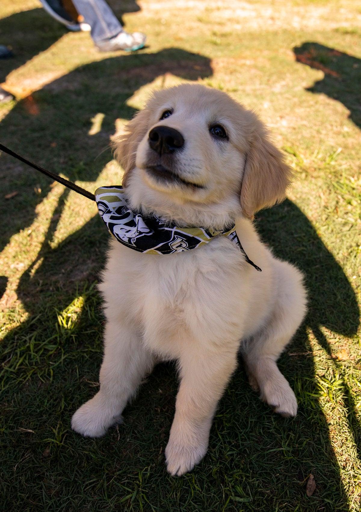 Golden Retriever puppy wearing a black and gold bandana looks up 