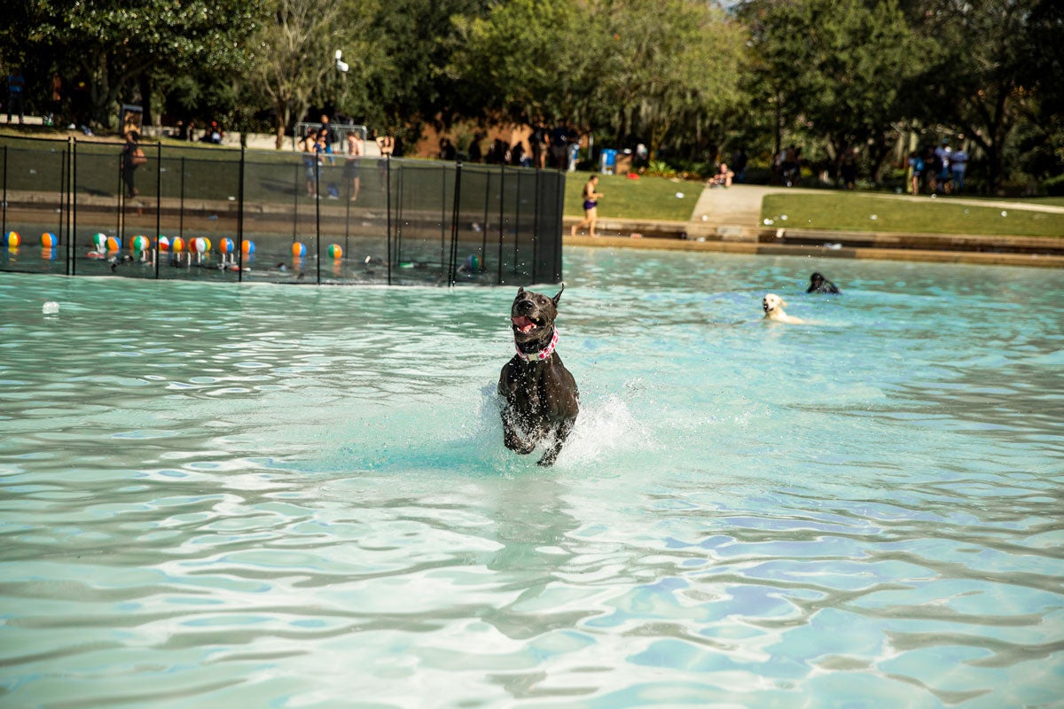 black dog jumping through a pond and two other dogs swimming behind him
