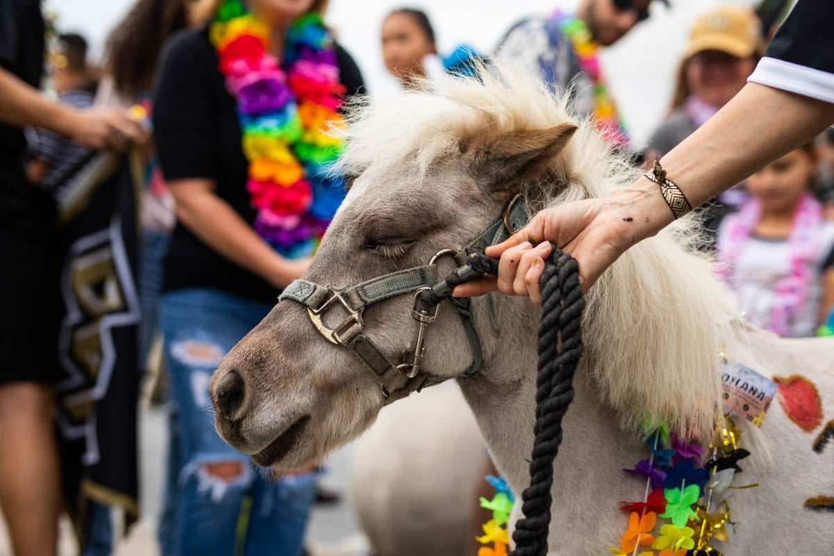 After joining Knight Nation this football season, Knugget the mini horse makes an appearance at the American Athletic Conference Championship game, during which fans wore leis to show their support for injured quarterback McKenzie Milton.