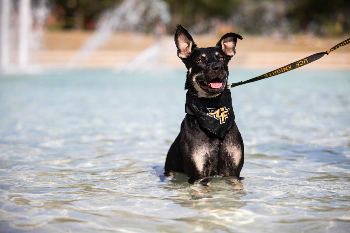 After a six-month closure, a cute pup takes a dip in the newly renovated Reflecting Pond, which now has a new foundation and color-changing LED lights. 