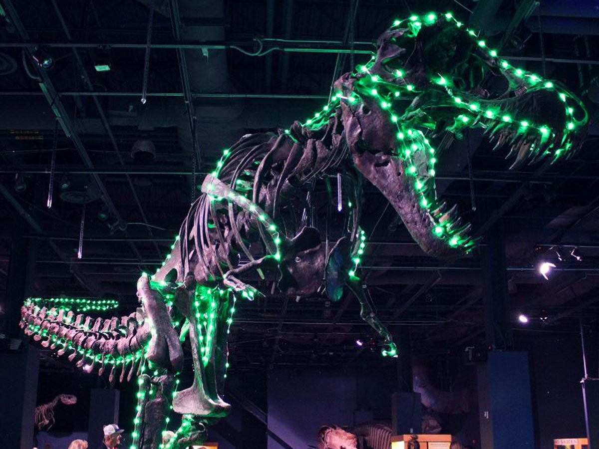 T-Rex fossils lit up in green lights