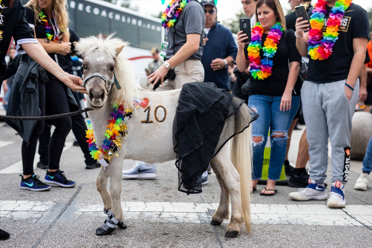 A white mini horse wears a colorful lei and has the number 10 etched on his torso in black ink
