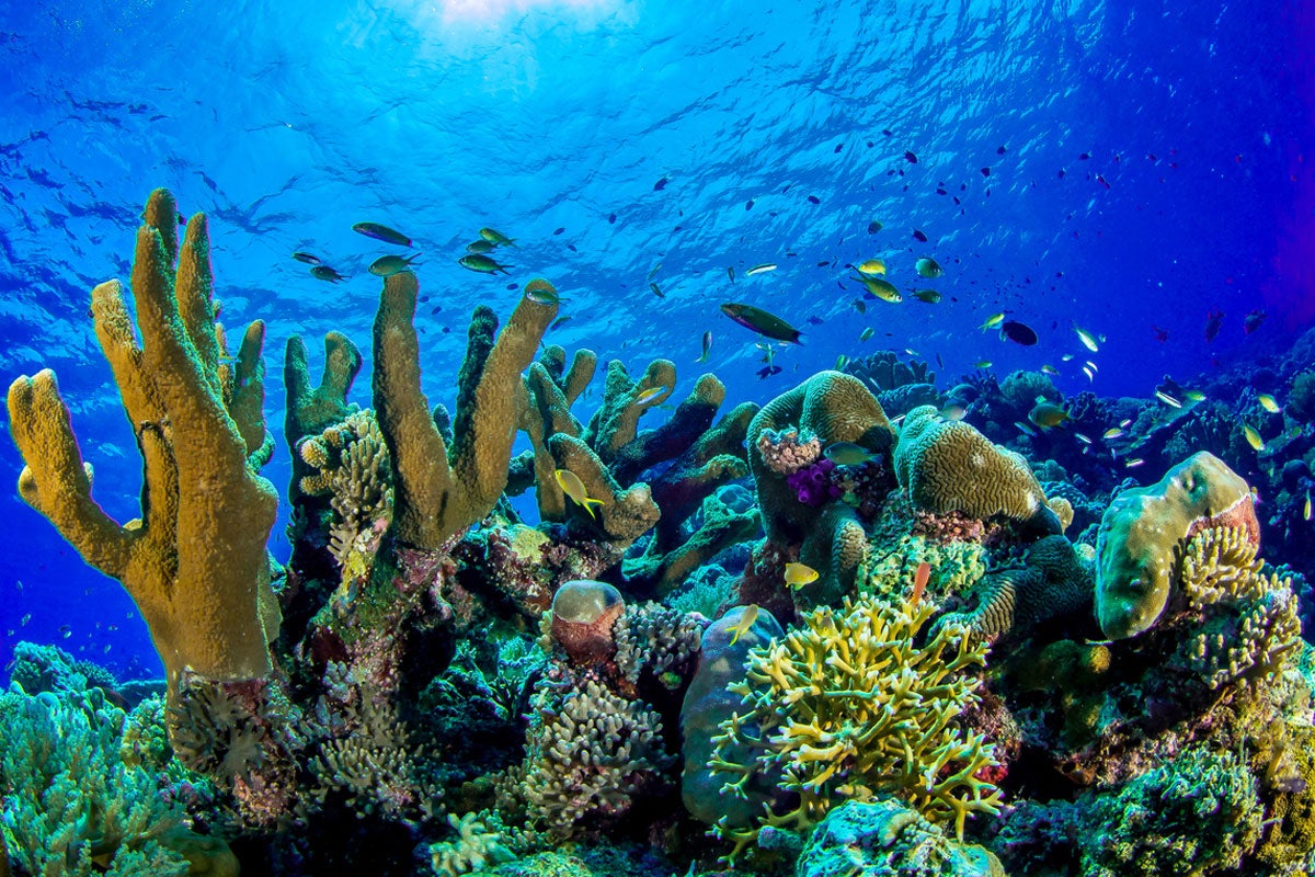 underwater photo of coral reef and fish