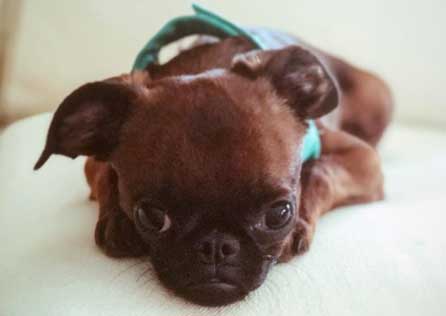 Small brown dog lays on a couch