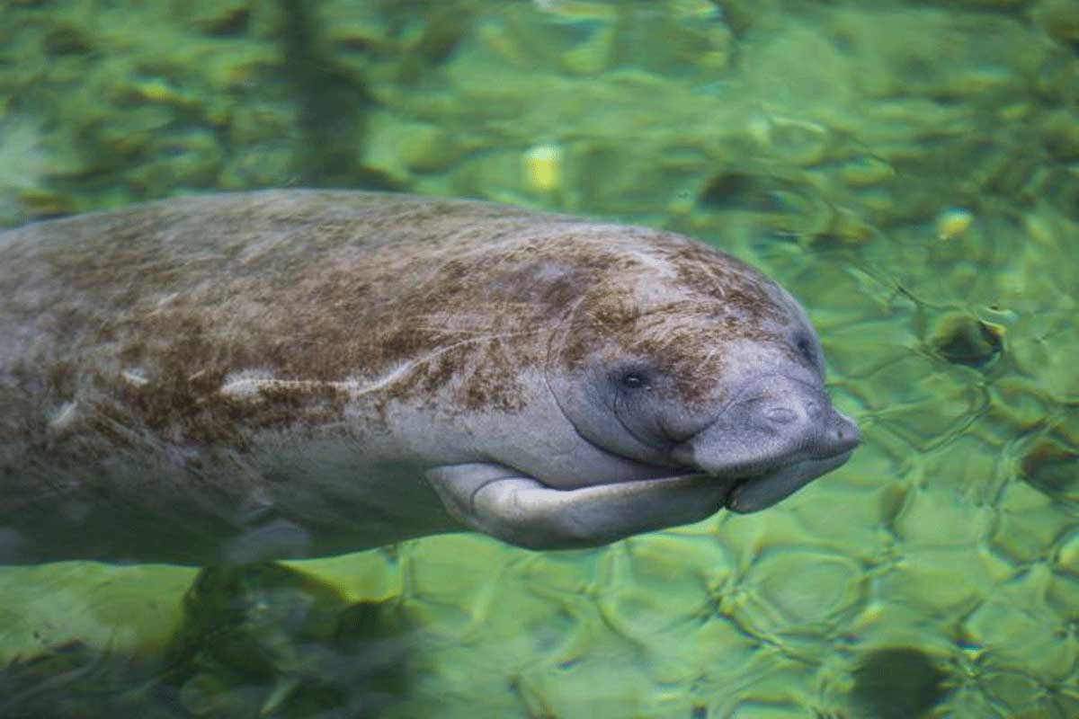 manatee floats in green water