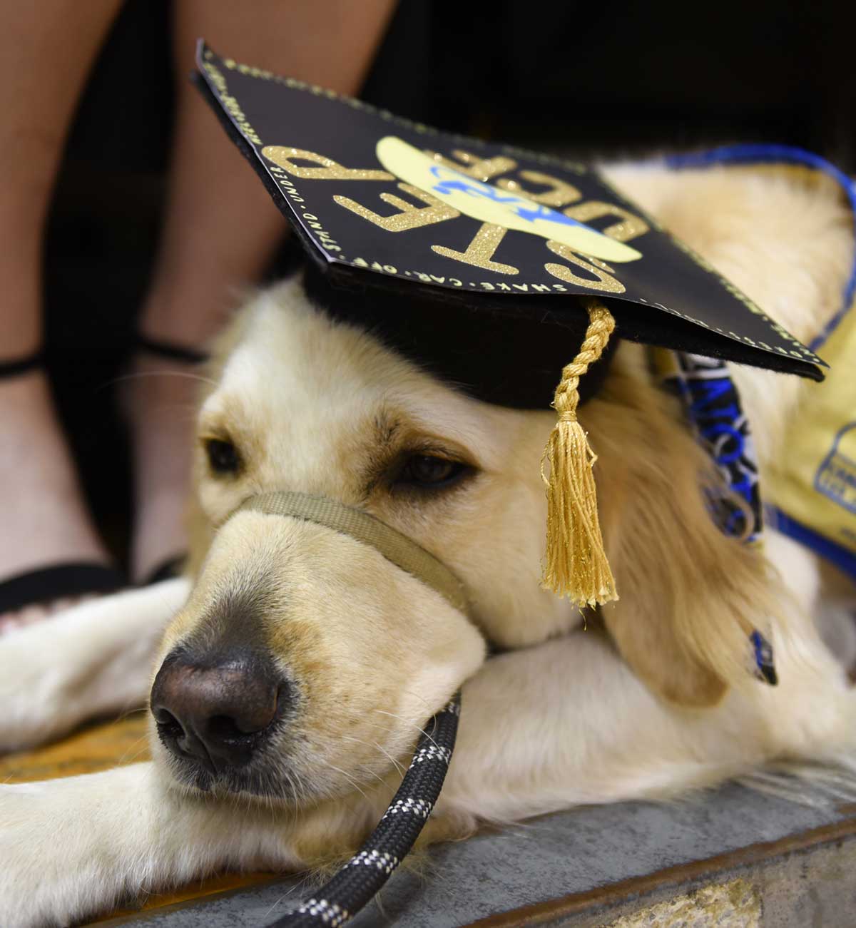 Golden retriever wearing a grad cap lays down 