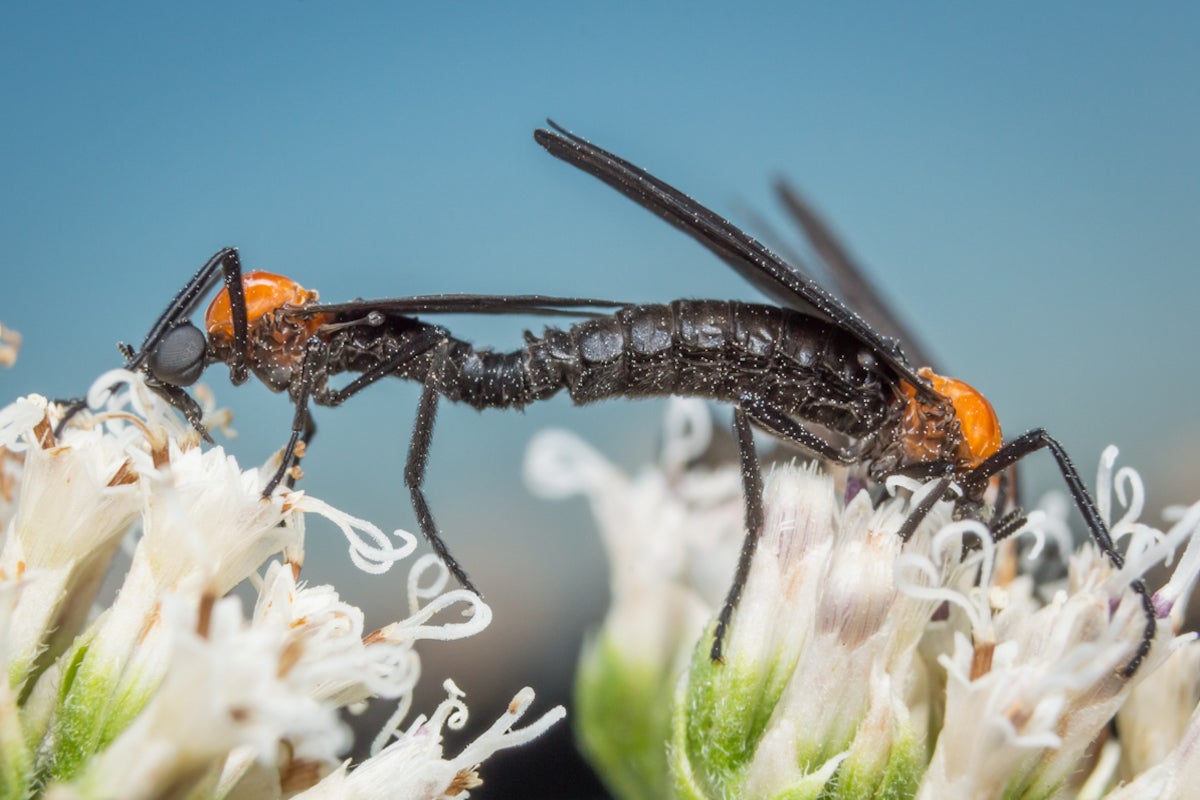 A male and female love bug on two white flowers.