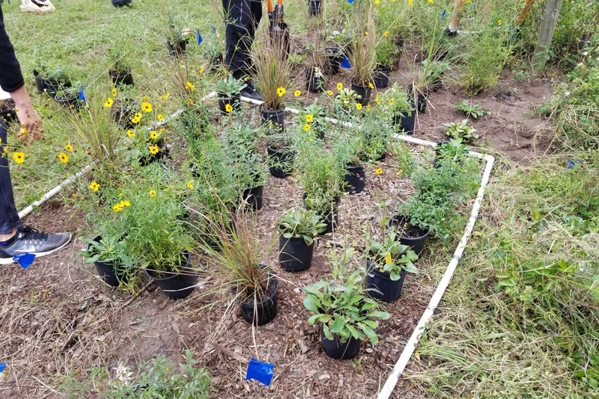 plants set in rows on ground