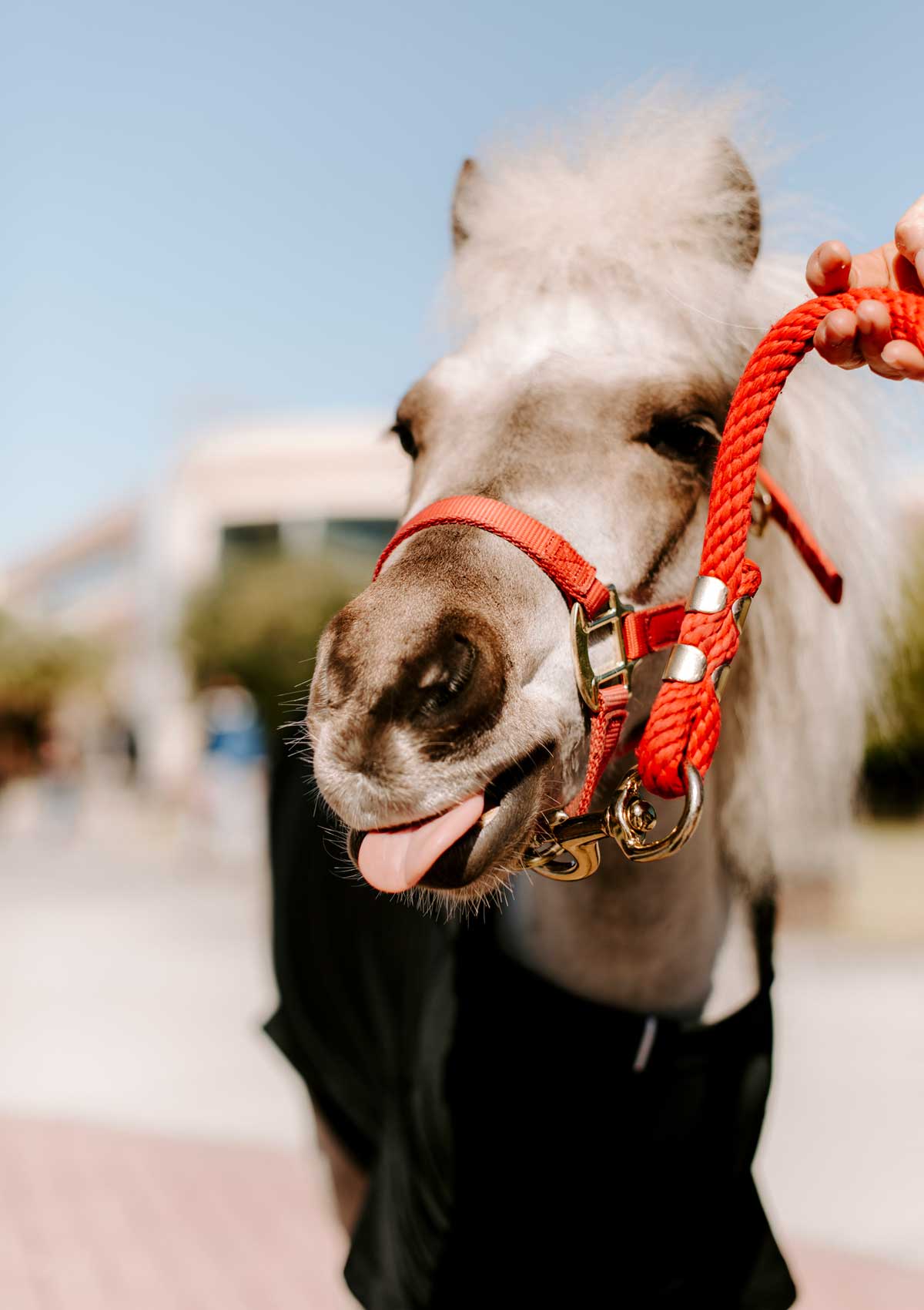 Knugget the mini horse sticks out his tongue