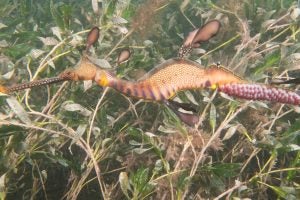 Weedy sea dragon