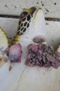 FP tumors on a green sea turtle