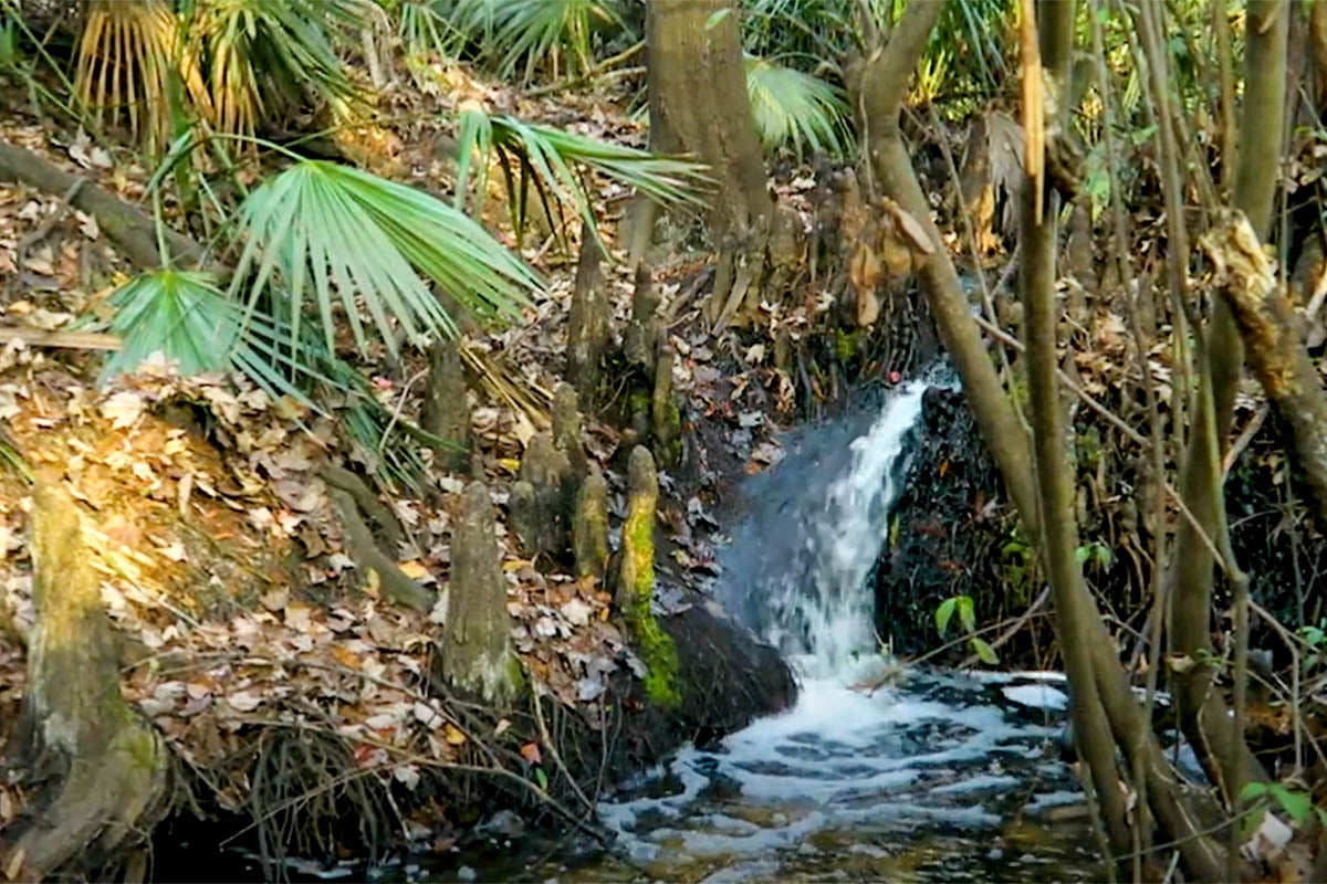 small waterfall flows over Cypress tree roots