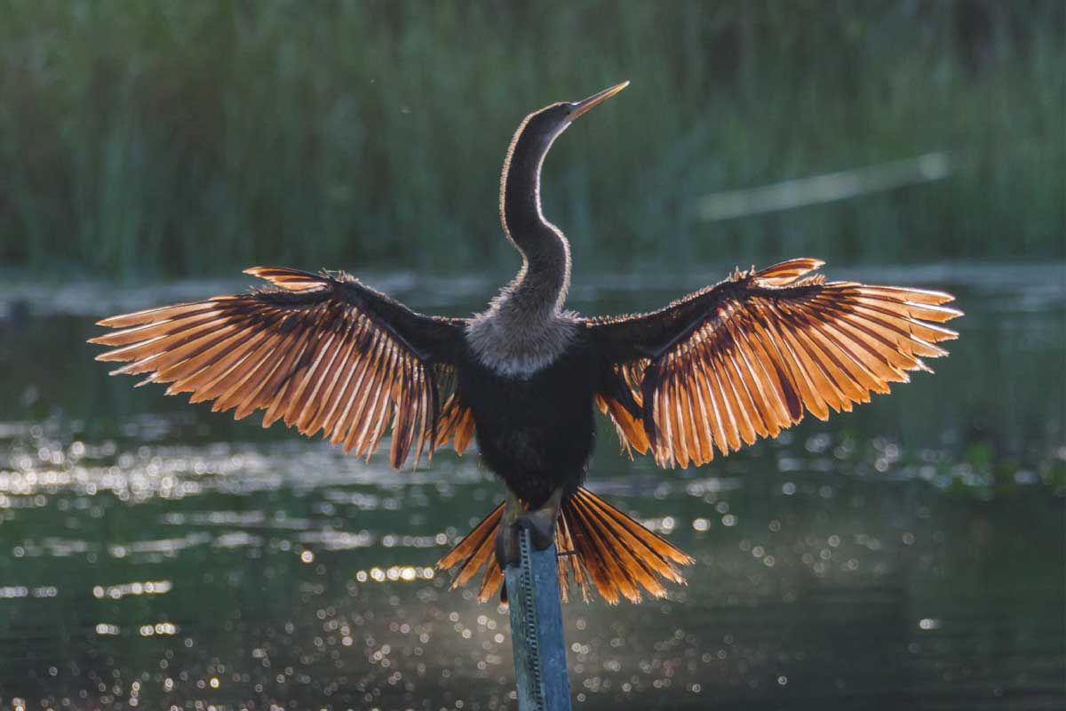 Bird sunning itself near water