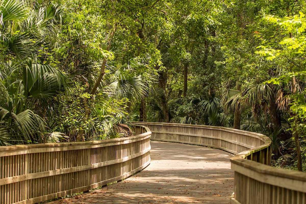 empty paved path flanked by green trees