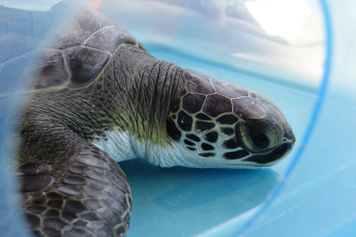 Sea Turtle Week: FSU marine biologist available to comment on importance of these keystone species - Florida State University News