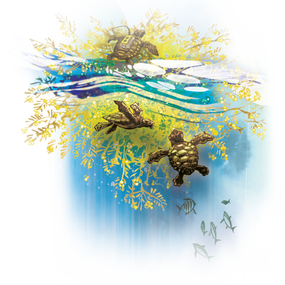 Hatchling loggerhead turtles that find refuge in floating beds of sargassum seaweed have increased chances for survival. Hatchling loggerhead turtles that find refuge in floating beds of sargassum seaweed have increased chances for survival.