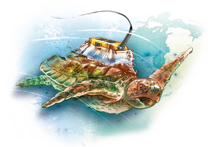 A tag was adhered to each turtle's carapace (shell) using a flexible neoprene-acrylic–silicone attachment. A tag was adhered to each turtle's carapace (shell) using a flexible neoprene-acrylic–silicone attachment.