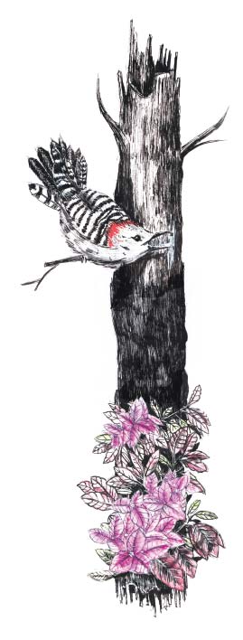 Woodpecker-by-Matt-Saunders Woodpecker-by-Matt-Saunders