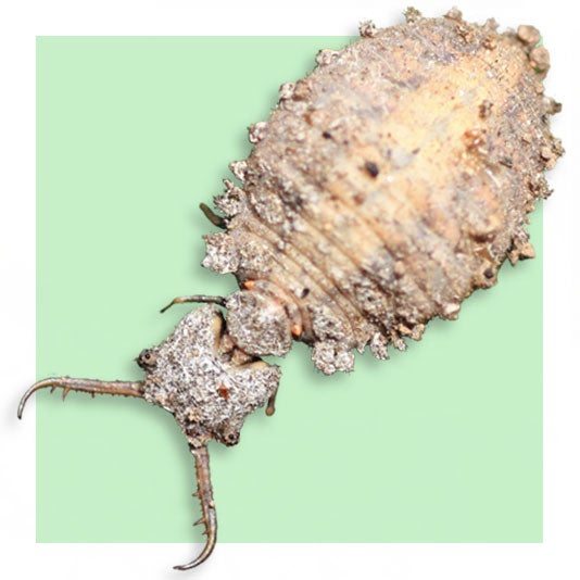 Antlion Antlion