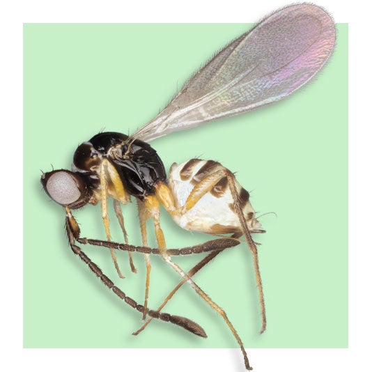 Fairy Wasp Fairy Wasp