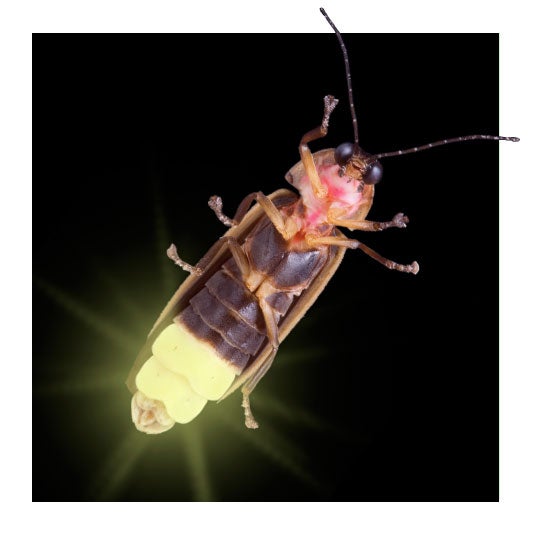 Firefly Firefly