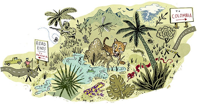 An illustration of a jungle An illustration of a jungle