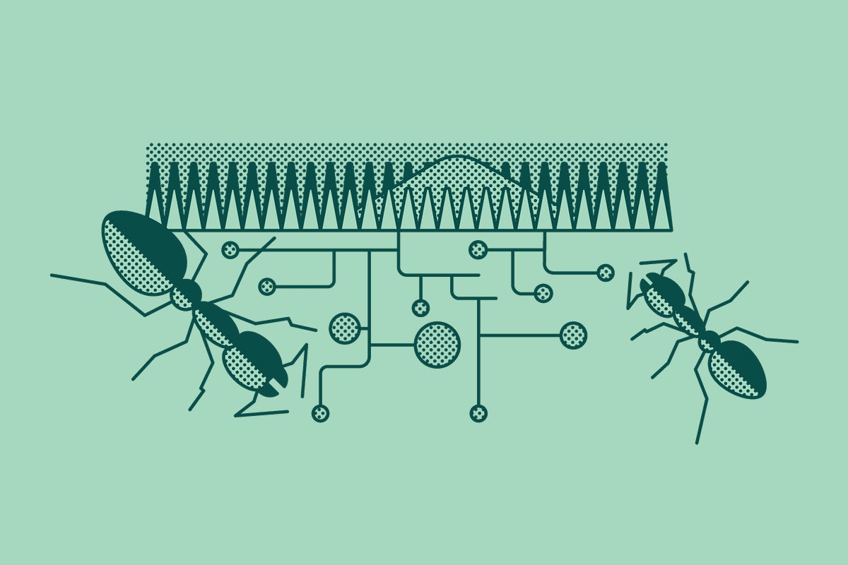 An illustration of ants underground. width=