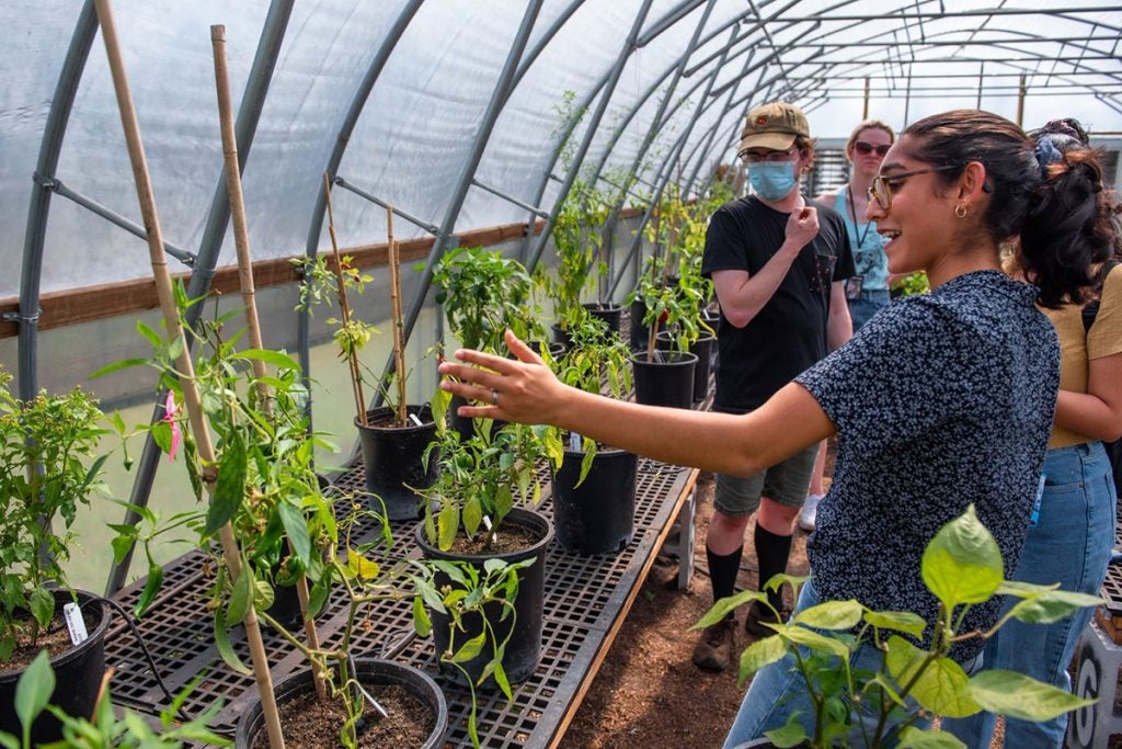 Students examining pepper plants in a hoop house