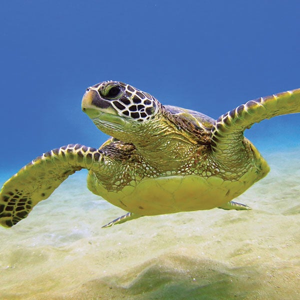 loggerhead sea turtle swimming underwater
