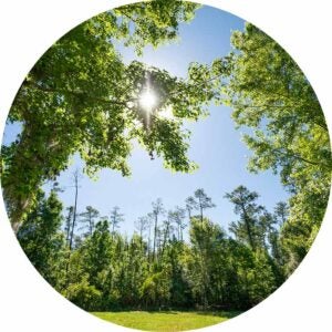Green trees over a grassy clearing and wooded tree line beneath a blue sky