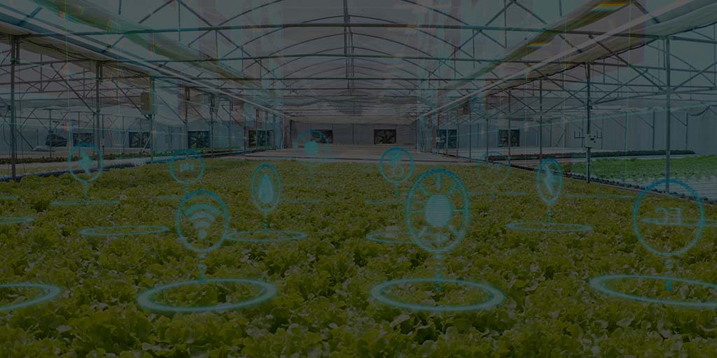 Augmented Reality on hydroponically grown lettuce