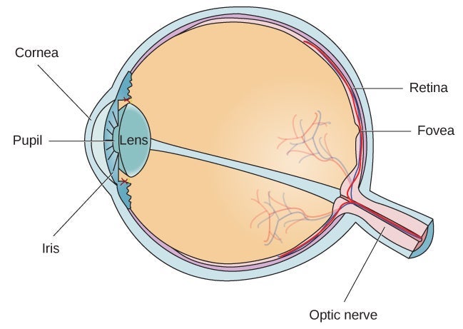 A labeled diagram of the human eye showing the cornea, pupil, iris, lens, retina, fovea, and optic nerve in a cross-sectional view.