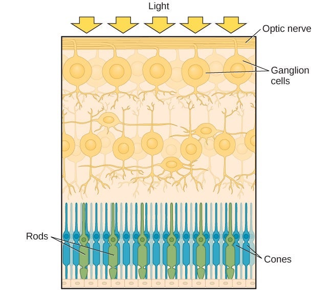 Diagram of the retina showing layers of cells: light enters from the top, passing through ganglion cells and optic nerve fibers, then reaches rods and cones at the bottom, which are responsible for detecting light and color.