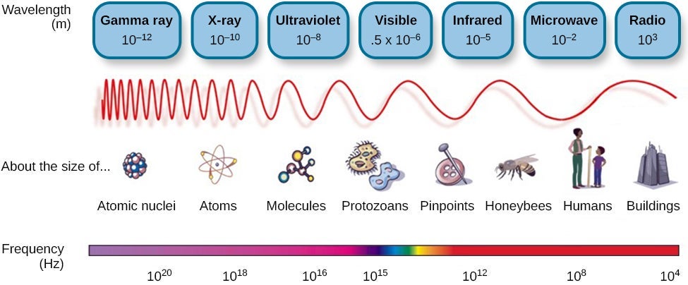 Diagram showing the electromagnetic spectrum from gamma rays to radio waves, with wavelength, frequency, and examples of object sizes: atomic nuclei, atoms, molecules, protozoans, pinpoints, honeybees, humans, and buildings.