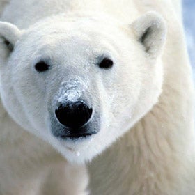 polarbear