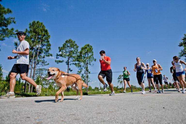 UCF College of MedicineÕs charter class run a 25-mile relay race from UCF Reflecting Pond at the Orlando campus to the new UCF Health Sciences Campus at Lake Nona on Thursday, May 27 to celebrate the collegeÕs move later this summer. Over 20 students participated in the final leg of the relay race down Lake Nona Blvd. (Jason Greene/University of Central Florida)