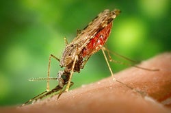 Fish Nets Join Mosquito Nets Against Malaria