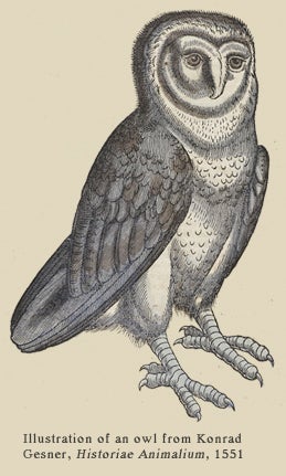 owl