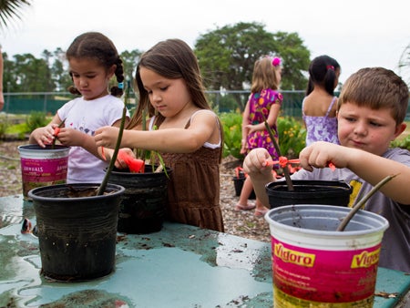Pre-schoolers enrolled at UCF's Creative School for Children have been taking care of mangrove seedlings that will be planted at Turtle Mound this weekend.