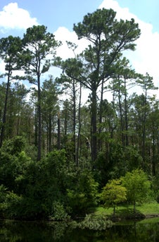 UCF Arbor Day Celebration Plants More Trees on Campus